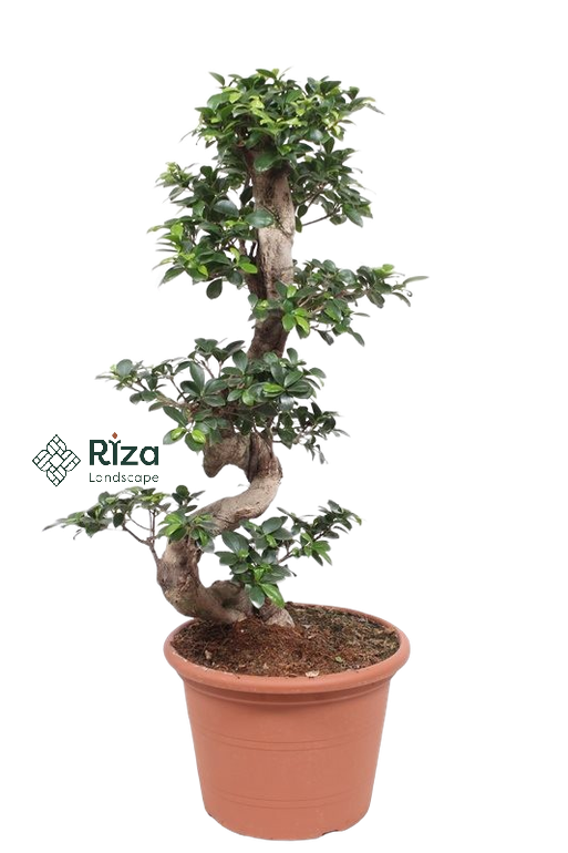 بونساي40 سم